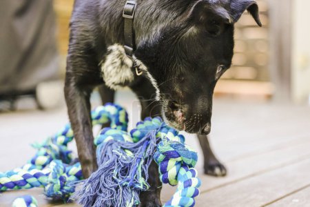 Photo for Close up image of sleek black kelpie x labrador breed dog chewing on blue rope toy outdoors on bright spring day - Royalty Free Image