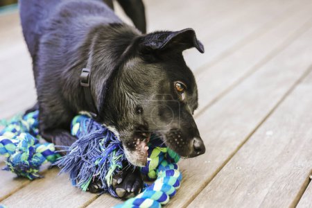 Téléchargez les photos : Image rapprochée d'un élégant chien de race kelpie x labrador noir mâchant sur un jouet en corde bleue à l'extérieur le jour du printemps lumineux - en image libre de droit