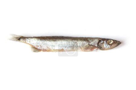 Photo for One small capelin fish isolated on white background. Top view photo. - Royalty Free Image