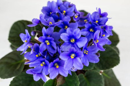 Photo for Blue violet flowers, close-up. Violet flowerpot. - Royalty Free Image
