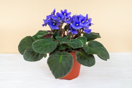 Photo for Blue violet flowers on white, violet flowerpot. - Royalty Free Image