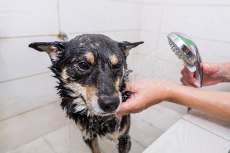 Foto de Limpiador de manos lavando shiba dogum en el baño. Shiba Inu Cuidado - Imagen libre de derechos