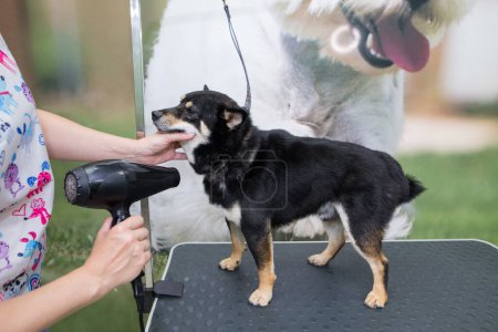 Photo for Shiba Inu dog in the groomer salon. The groomer's hands dry the wet wool with a hair dryer after washing. Sad Dog That Doesn't Like to Bathe and Comb - Royalty Free Image