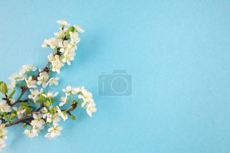 Tree branch with beautiful flowers on blue background with copy space, banner design.