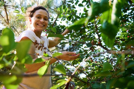 Photo for Pleasant female farm worker standing on a ladder, smiling looking at camera while gathering mature cherry berries in orchard. View to a beautiful clear blue sky through tree leaves. Rural lifestyle - Royalty Free Image