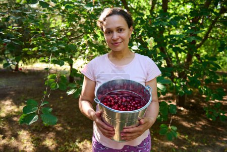 Charming middle-aged multi-ethnic woman, amateur farmer, gardener, horticulturist, agriculturist holding a galvanized bucket with fresh crop of mature organic cherries. Agriculture. People and nature