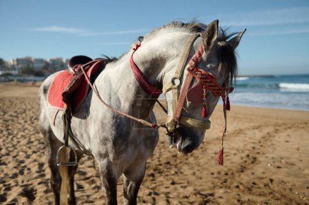 Téléchargez les photos : Portrait d'un cheval en captivité sur fond d'océan. Concept d'exploitation des animaux à des fins lucratives. les gens. Animaux et nature sauvage - en image libre de droit
