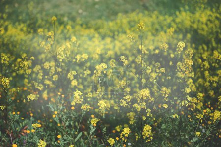 Foto de Fondo floral natural con flores silvestres y hierbas medicinales y plantas en la hierba verde, floreciendo en primavera. Un prístino césped forestal con hierba fresca y flores amarillas - Imagen libre de derechos