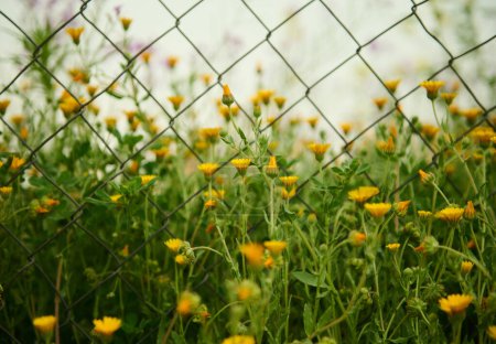 Foto de Flores medicinales de caléndula que crecen en el campo en el prado en las montañas sobre fondo de valla metálica. Fondo de la naturaleza. Medicina herbal - Imagen libre de derechos