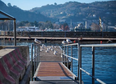 A row of beautiful seagulls sitting on the bridge over the background of moored boats on the marina of the lake of Como. People. Animals. Travel and tourism. Nature. Famous places in Italy, Lombardy