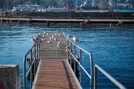 Schöne Aussicht auf eine Fußgängerbrücke zum Einsteigen in ein Schiff oder Boot mit Möwen, die in einer Reihe sitzen, vor dem Hintergrund der Boote, die im Yachthafen des Comer Sees festmachen. Reise- und Tourismuskonzept. Italien Lombardei