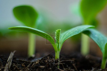 Extreme closeup of sprouted cucumber seedling cultivated in fertilized earth. Horticulture. Organic eco farming. Gardening