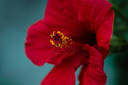 Macro photographie de fleur d'hibiscus rouge ou rose soudanaise. Fleurs fond