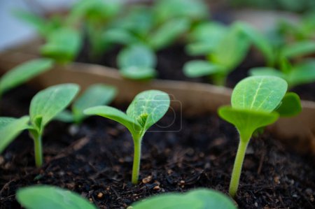 Gurkensetzlinge, die unter Gewächshausbedingungen angebaut werden. Landwirtschaft. Gartenbau. Ökologischer Landbau. Gartenarbeit. Agrarwirtschaft. Web-Banner