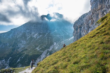 Photo for Steinbocks on the Jof Fuart in the Julian alps, in a summer day - Royalty Free Image