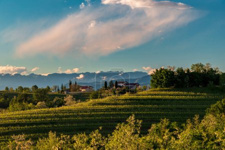 Coucher de soleil coloré dans les vignobles de Rosazzo, Udine, Frioul-Vénétie Julienne