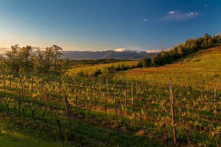 Colorido atardecer en los viñedos de Rosazzo, Udine, Friuli Venezia-Giulia