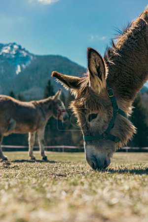 Donkeys in the fields near Fusine, Tarvisio, Italy
