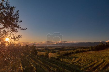 Colorful sunset in the vineyards of Rosazzo, Udine, Friuli Venezia-Giulia