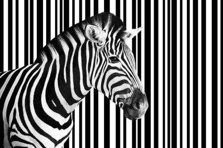 Detail of a zebra head over an abstract white and black striped code background.