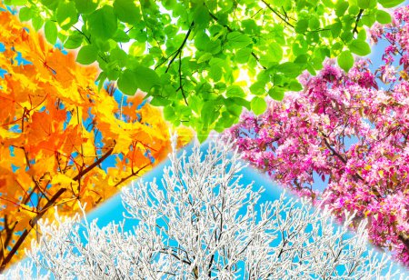 Collage of four nature tree pictures representing each season: spring, summer, autumn and winter.