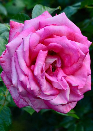 Téléchargez les photos : Une superbe rose rose dans le jardin. Wedding Bells est une rose de thé hybride de Kordes, Allemagne, 2019 - en image libre de droit