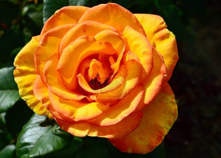 Foto de Una hermosa rosa naranja en un jardín soleado. Sundance es una rosa híbrida de té de Zary, EE.UU., 2001. - Imagen libre de derechos