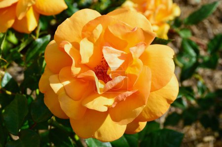 Téléchargez les photos : Une belle rose dorée dans un jardin ensoleillé. Golden Beauty est une rose fleurie de Kordes, 1994. - en image libre de droit