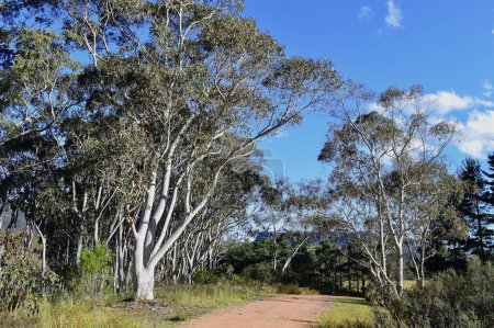Foto de Un camino de tierra en la zona rural de Nueva Gales del Sur, Australia - Imagen libre de derechos