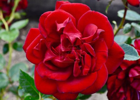 Téléchargez les photos : Une élégante rose rouge dans le jardin. Le centenaire de Gallipoli est un arbuste moderne rose par Kordes, Allemagne. - en image libre de droit