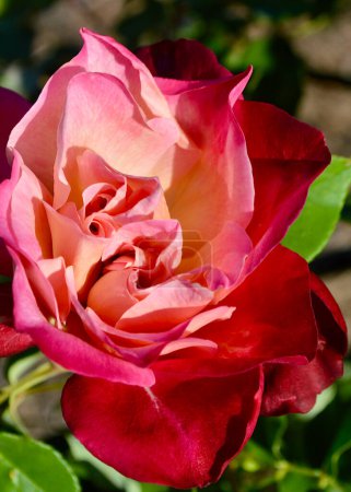 Photo for Red rose in a garden - Royalty Free Image