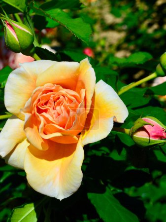 Téléchargez les photos : Belles fleurs dans le jardin - en image libre de droit
