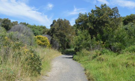 Ein Wanderweg bei Bombo an der Südküste von New South Wales, Australien