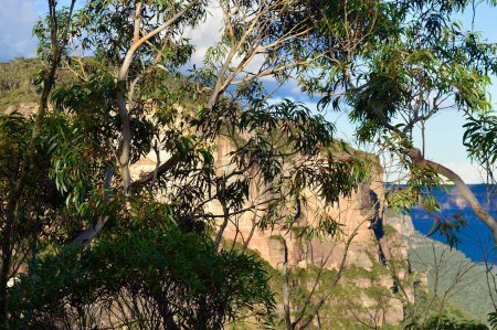 A view of escarpment through the eucalyptus forest