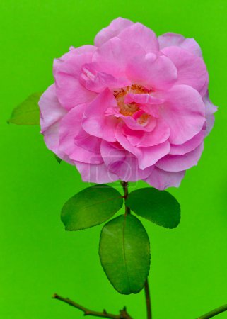 beautiful pink rose on a green background