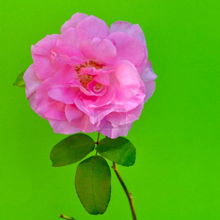 rose flower with green leaves, isolated