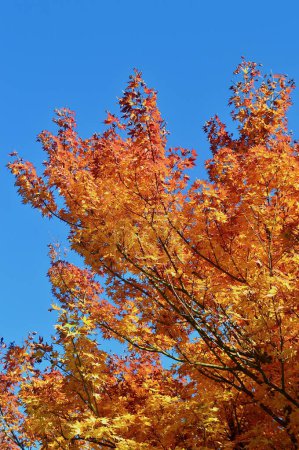Herbstlandschaft mit bunten Bäumen