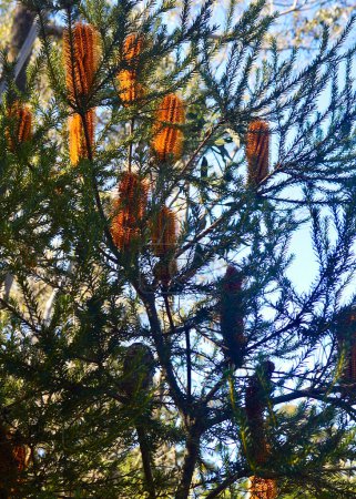 Banksia bushes along a walking trail in the Blue Mountains of Australia.