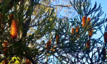 Banksia-Büsche an einem Wanderweg in den Blue Mountains Australiens.