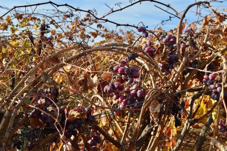 Viñas de uva vistas casi dormidas en los meses más fríos mientras esperan el calor de primavera.