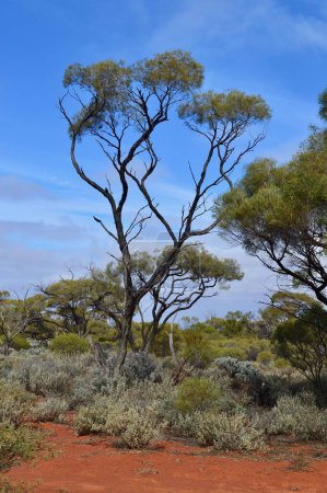 Bäume am roten Schmutzabschnitt des Stuart Highway zwischen Port Augusta und Coober Pedy in Südaustralien.