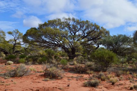 Trees along the red dirt section of the Stuart Highway between Port Augusta and Coober Pedy in South Australia.