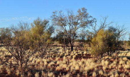 A view of the painted desert at Cadney Park in central Australia