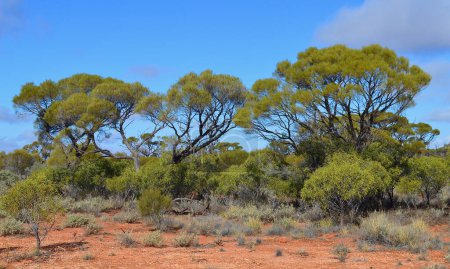 Blick auf eine wunderschöne Wildnis-Landschaft in Zentralaustralien