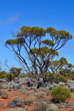 A view of a beautiful wilderness landscape in Central Australia
