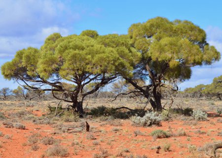 Blick auf eine wunderschöne Wildnis-Landschaft in Zentralaustralien