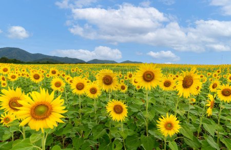 Téléchargez les photos : Superbe tournesol fleurissant dans un champ de tournesols au ciel blanc nuageux et bleu. Attractions touristiques populaires de la province de Lopburi. champ de fleurs sur la saison d'hiver - en image libre de droit