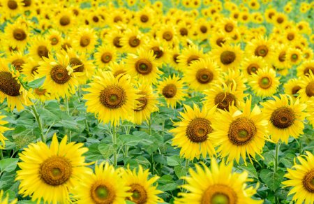 Piękny kwiat słonecznika kwitnący w polu słoneczników. Popularne atrakcje turystyczne prowincji Lopburi. pole kwiatów w sezonie zimowym