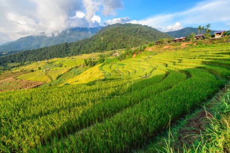 Photo for Landscape of Pa Pong Piang Rice Terraces with homestay on mountain, Mae Chaem, Chiang Mai, Northern of Thailand, agricultural and deforestation concept - Royalty Free Image