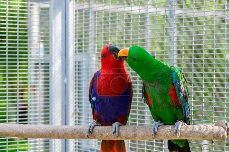 Foto de Red and green Sun Conure parrot bird kissing on the perch, pet and animal concept - Imagen libre de derechos